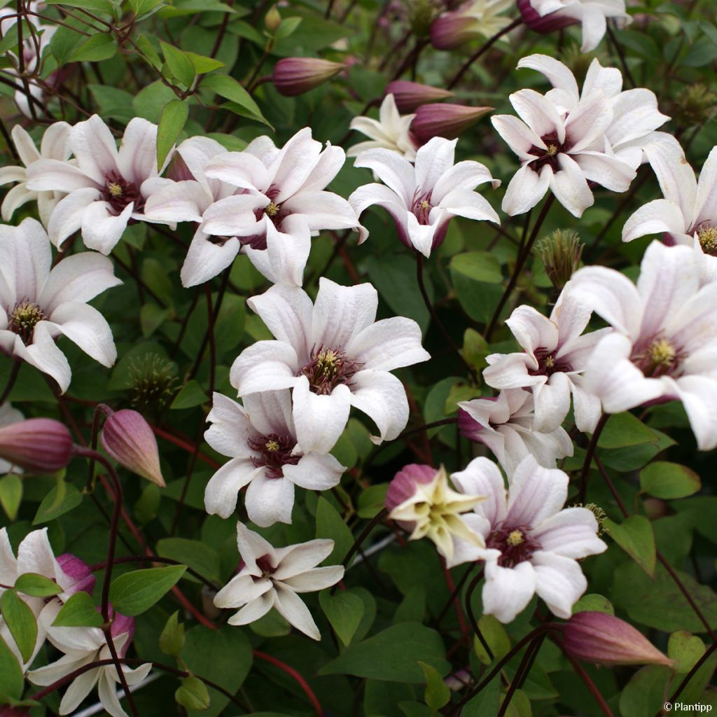 Clematis texensis Princess Kate - Texas-Waldrebe