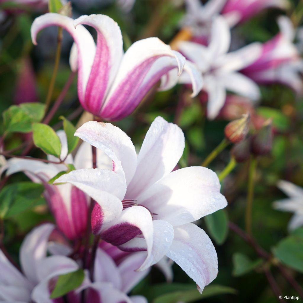 Clématite - Clematis texensis Princess Kate