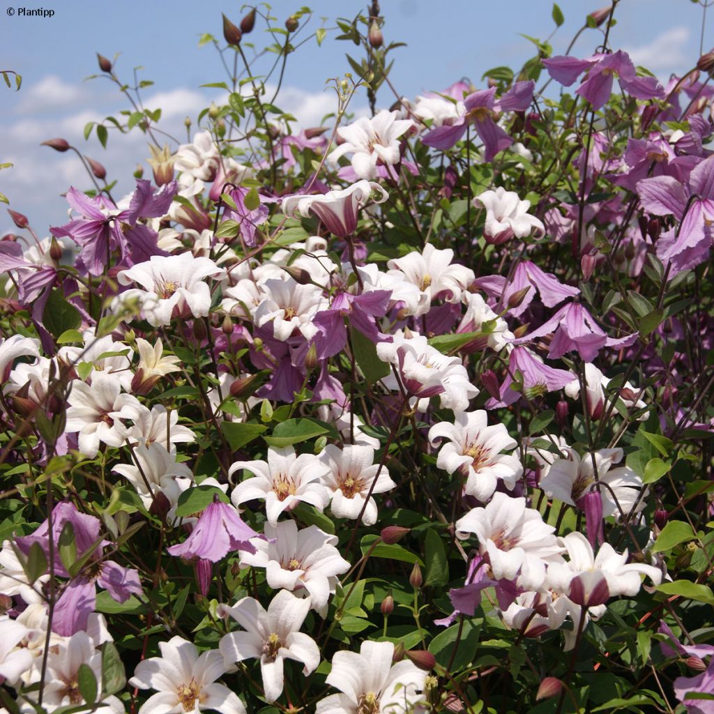 Clematis texensis Princess Kate - Texas-Waldrebe