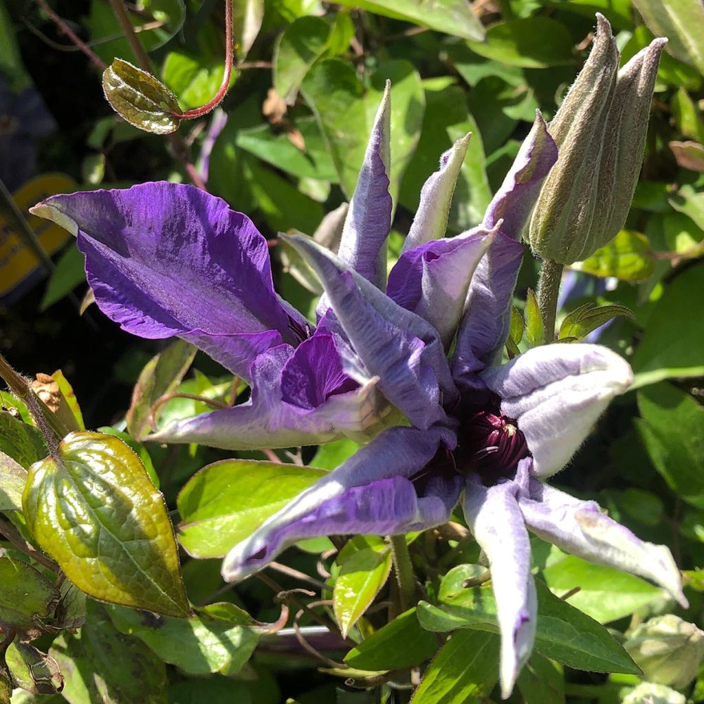 Clématite - Clematis The President