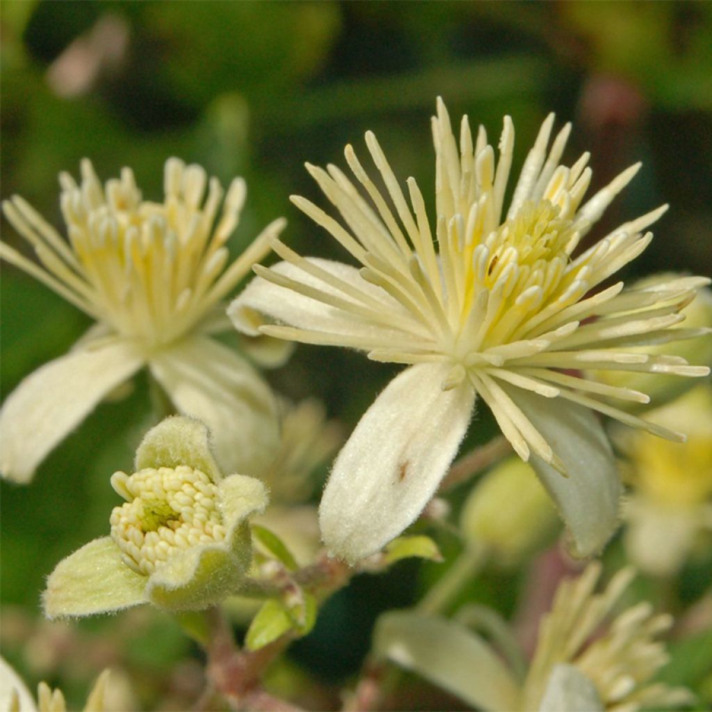 Clematis vitalba - Gewöhnliche Waldrebe