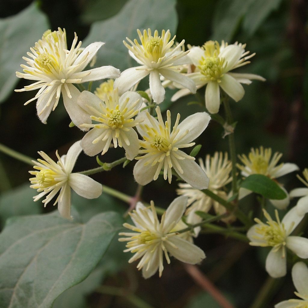 Clematis vitalba - Clématite des haies