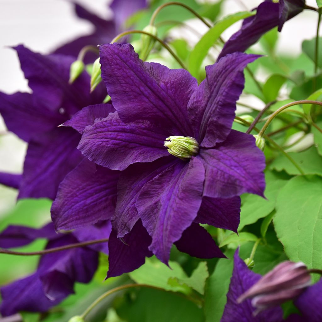 Clematis viticella Aotearoa - Waldrebe