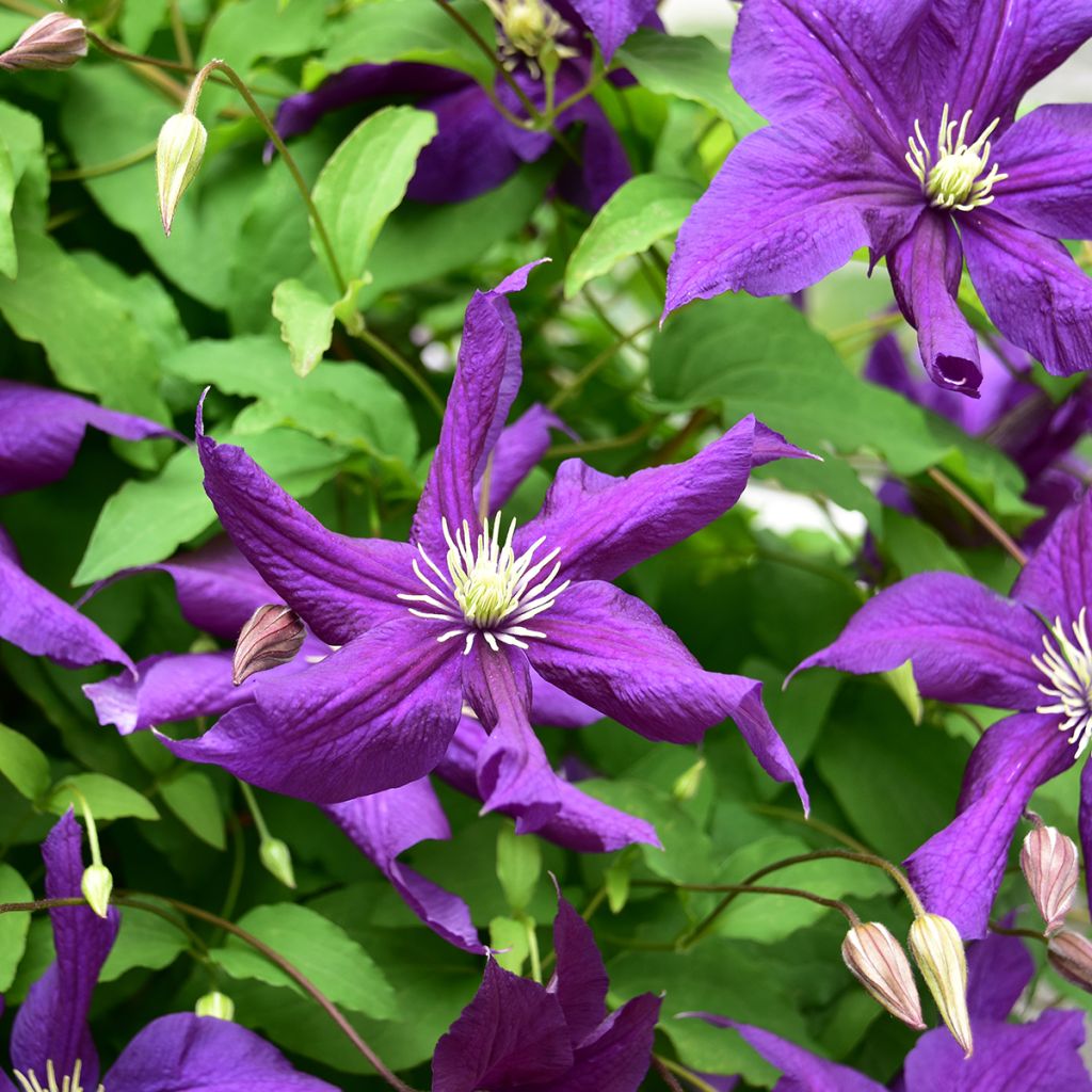 Clematis viticella Aotearoa - Waldrebe