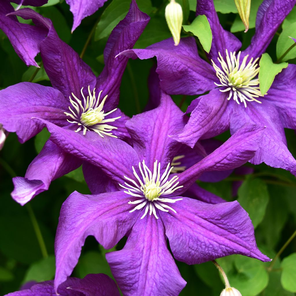 Clematis viticella Aotearoa - Waldrebe