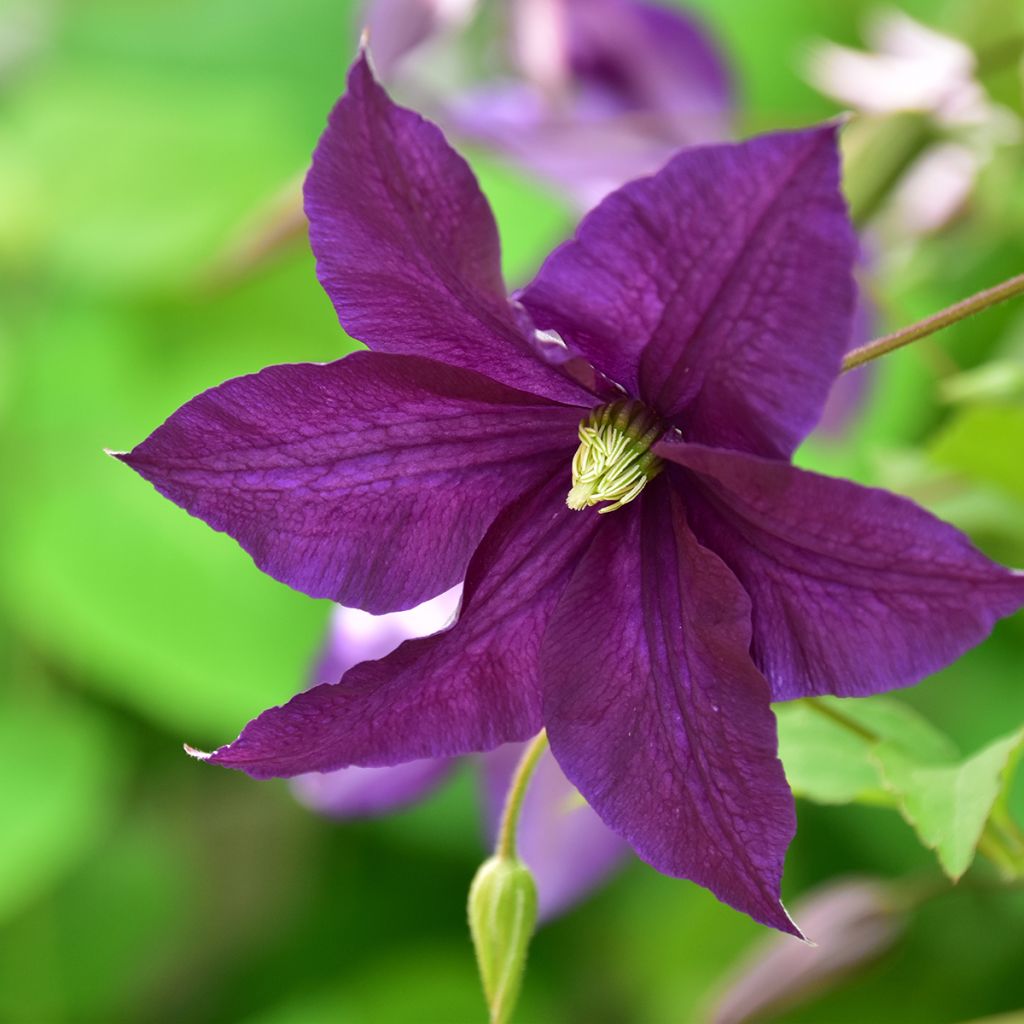 Clematis viticella Aotearoa - Waldrebe