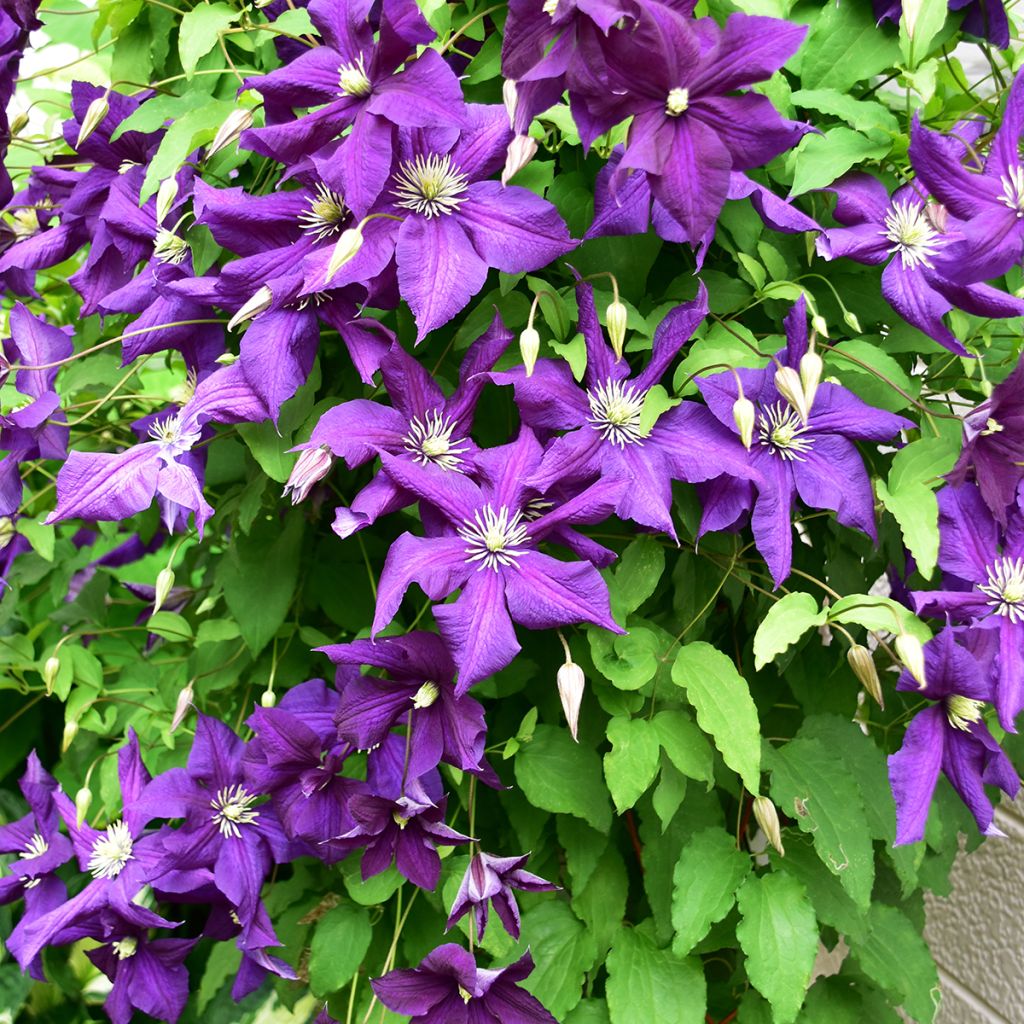 Clematis viticella Aotearoa - Waldrebe