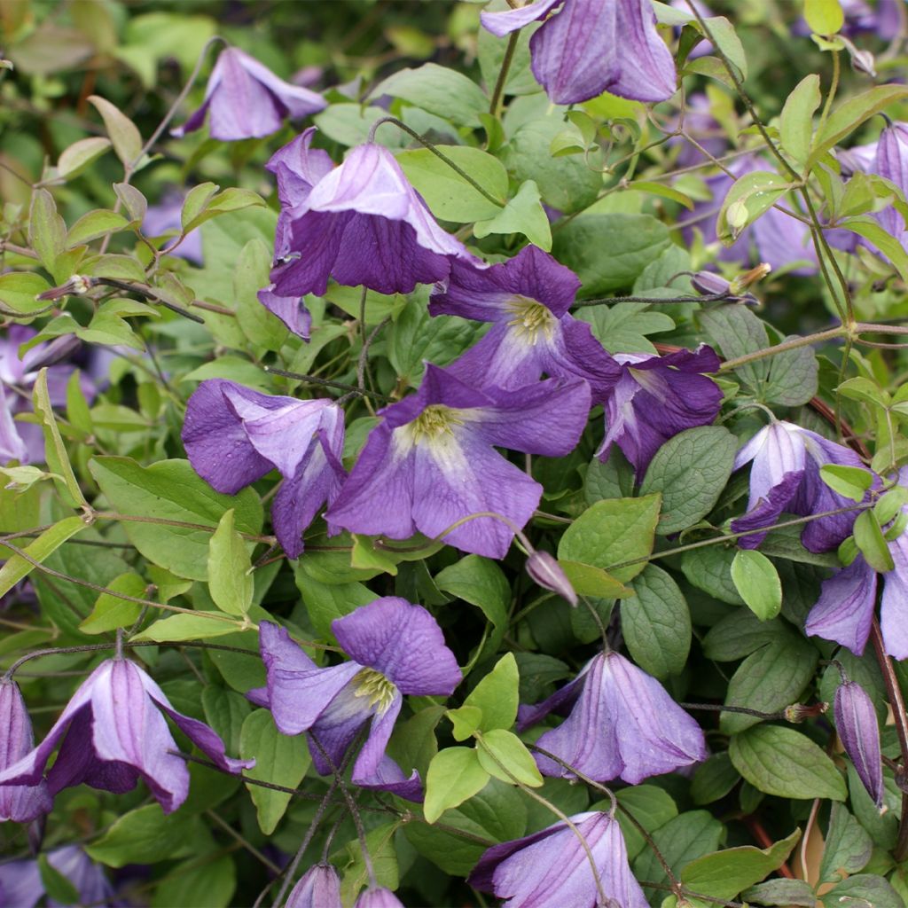 Waldrebe Little Bas - Clematis