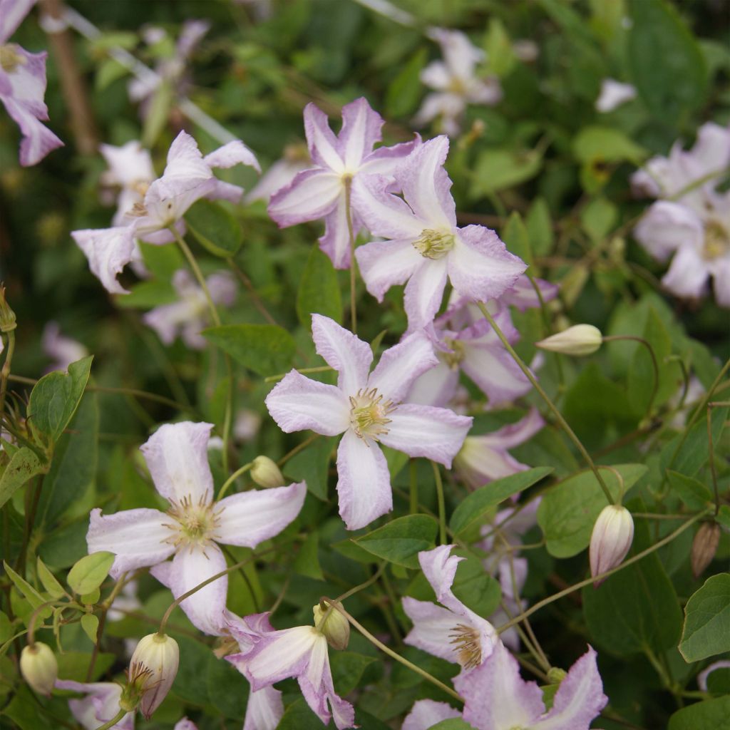 Waldrebe Little Nell - Clematis