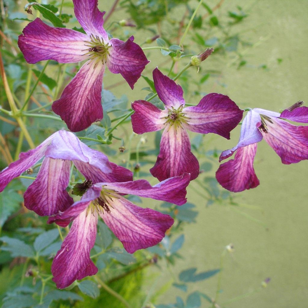 Clematis viticella Walemburg - Waldrebe