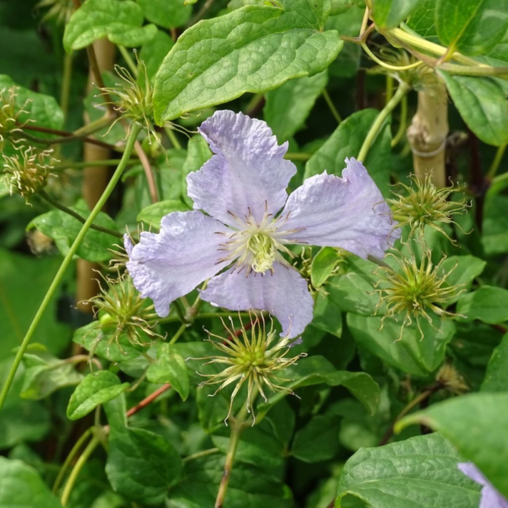 Waldrebe Blekitny aniol - Clematis