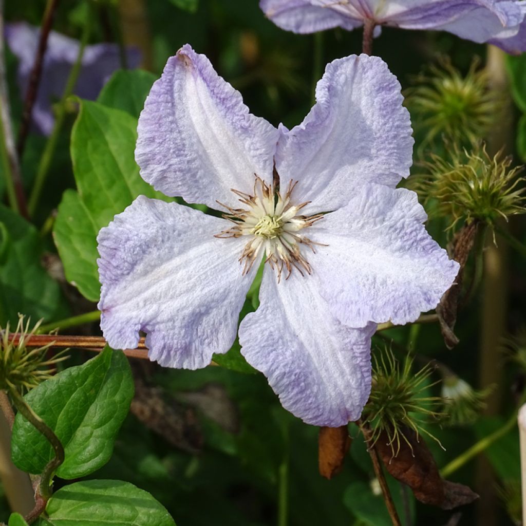 Waldrebe Blekitny aniol - Clematis