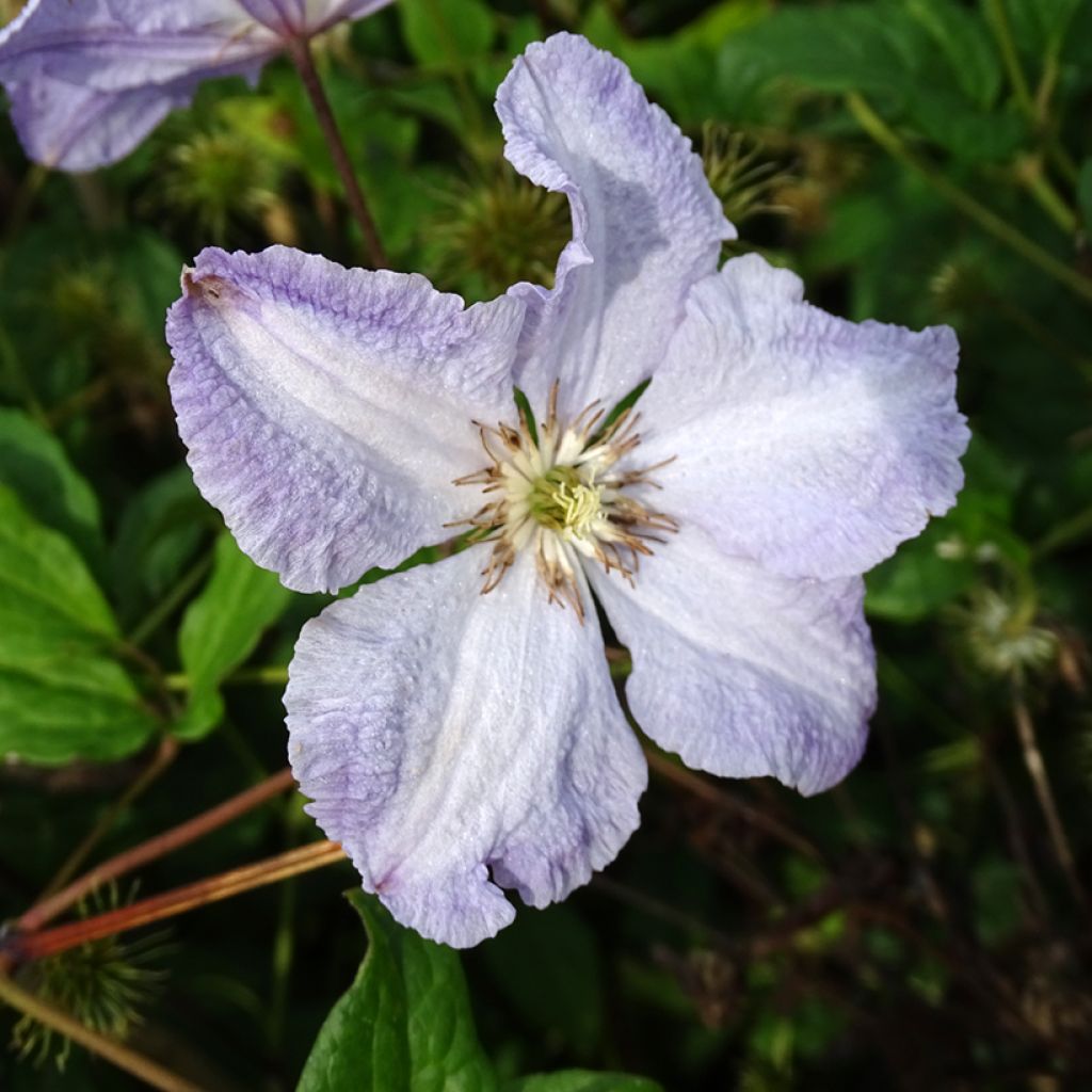 Waldrebe Blekitny aniol - Clematis