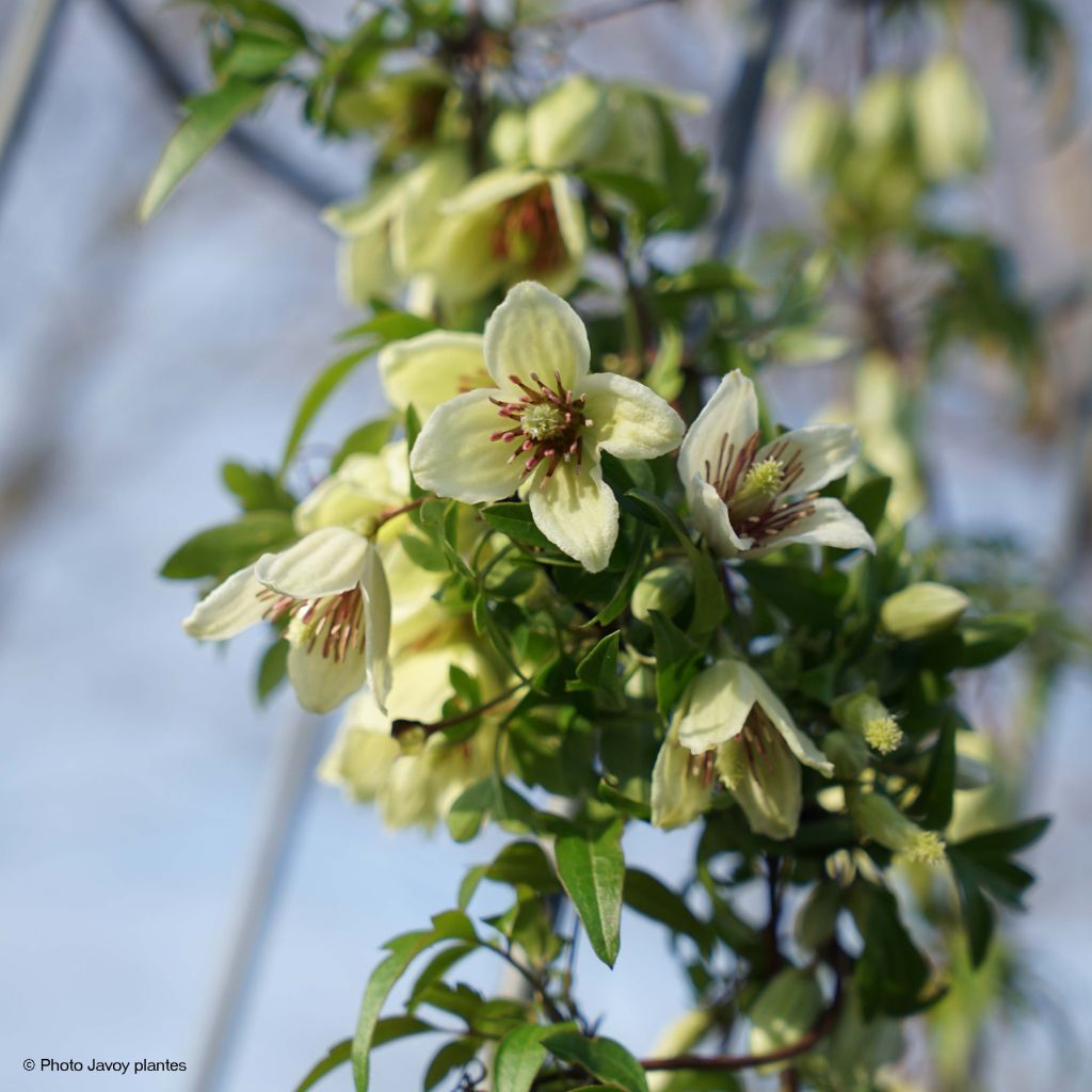 Clematis napaulensis Christmas Surprise - Waldrebe