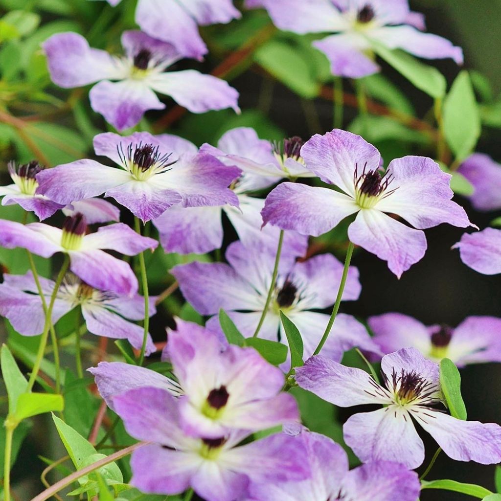 Clématite - Clematis Cloudburst