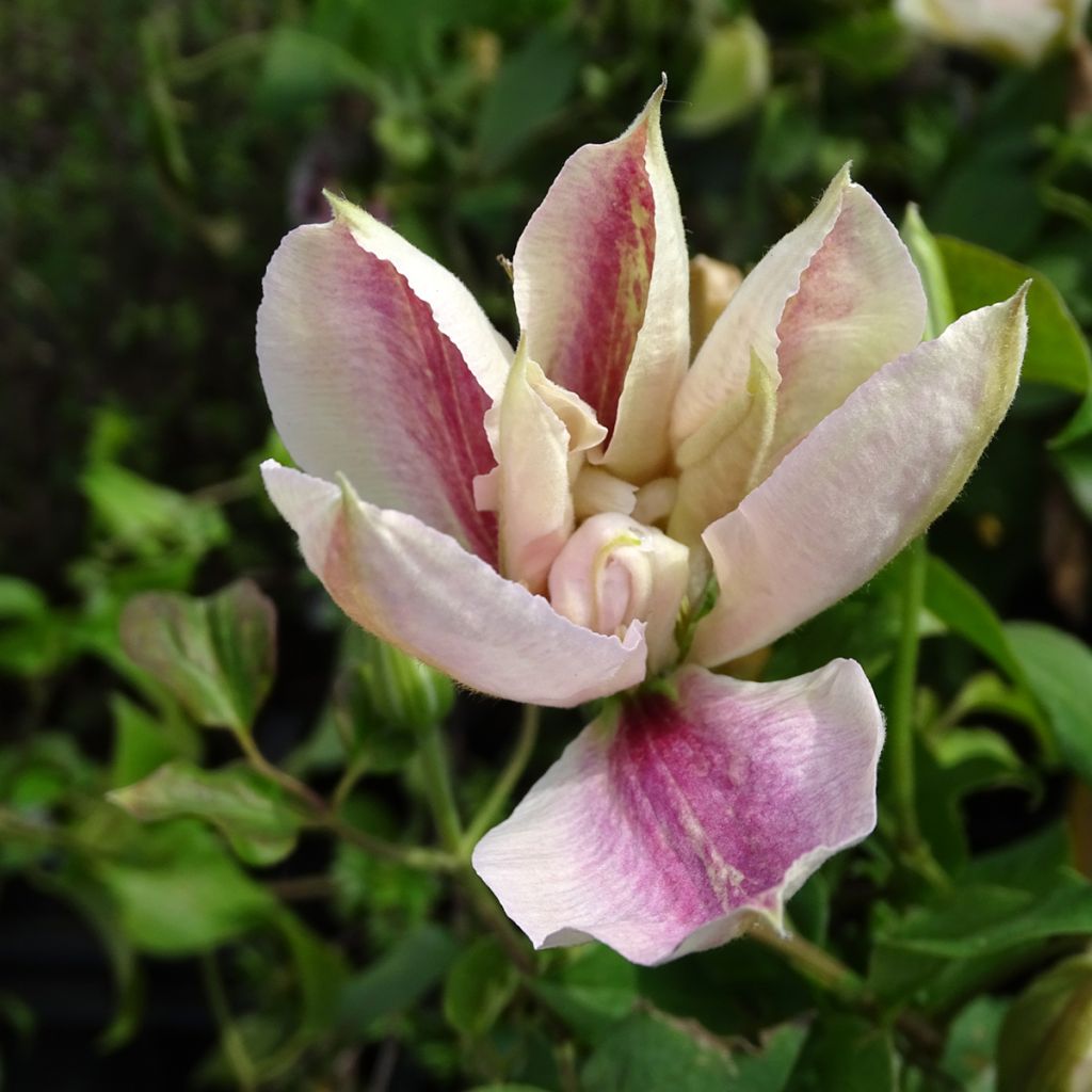 Clématite - Clematis Andromeda