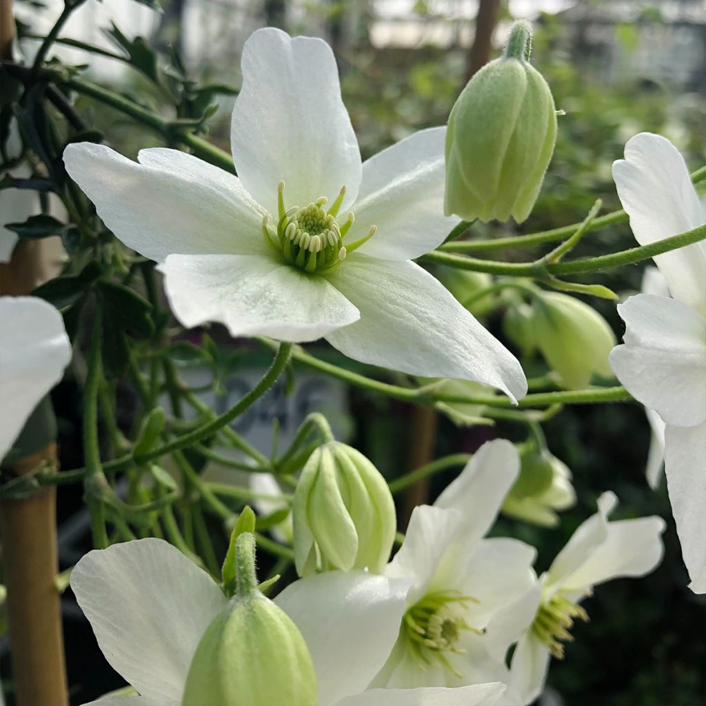 Clématite - Clematis Avalanche® 