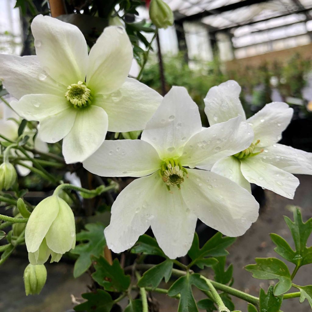 Clématite - Clematis Avalanche® 