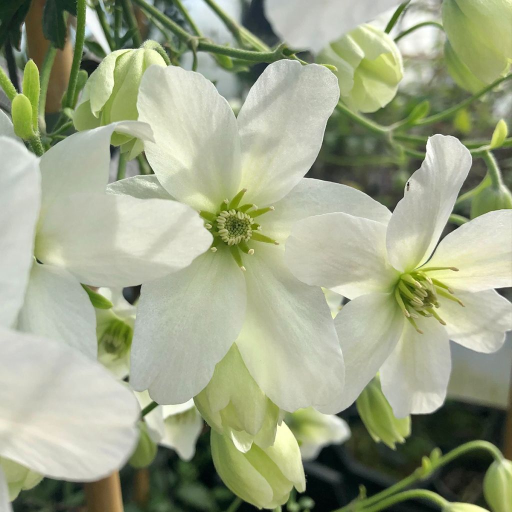 Clématite - Clematis Avalanche® 