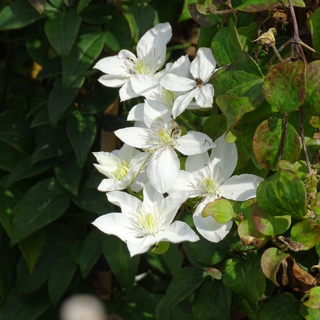 Clematis integrifolia Baby Star - Stauden-Waldrebe