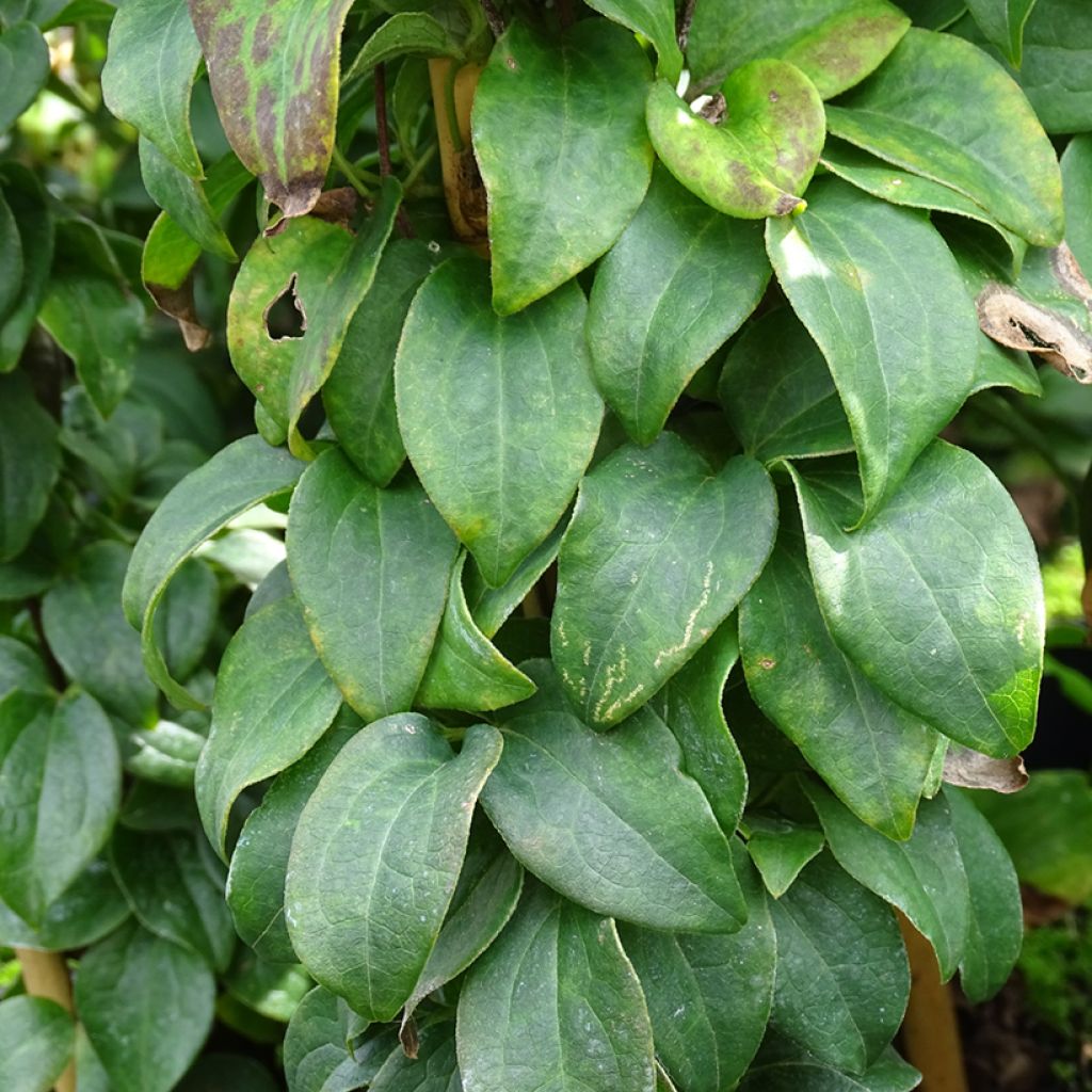 Clematis integrifolia Baby Star - Stauden-Waldrebe