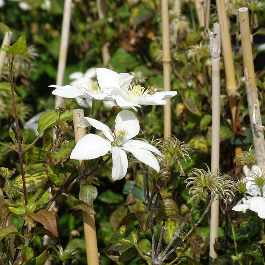 Clematis integrifolia Baby Star - Stauden-Waldrebe