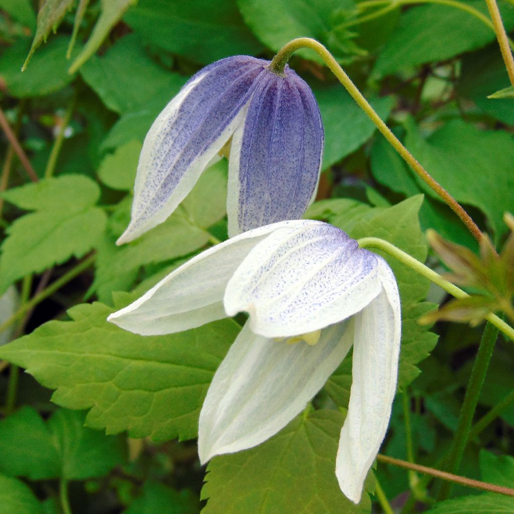 Clématite - Clematis Blue Eclipse