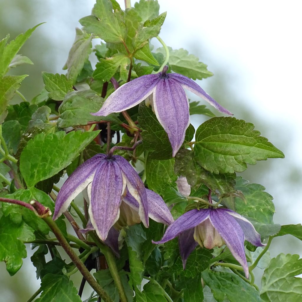 Clématite - Clematis Blue Eclipse