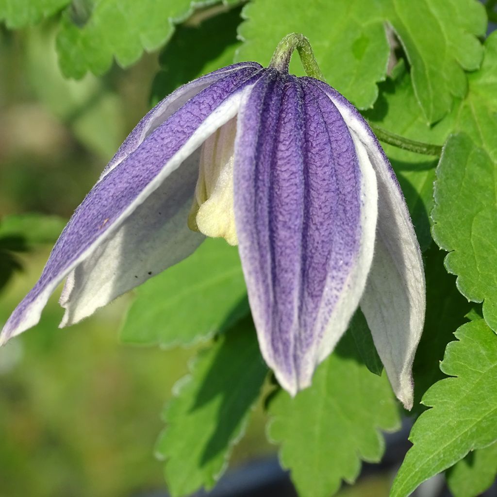 Clématite - Clematis Blue Eclipse