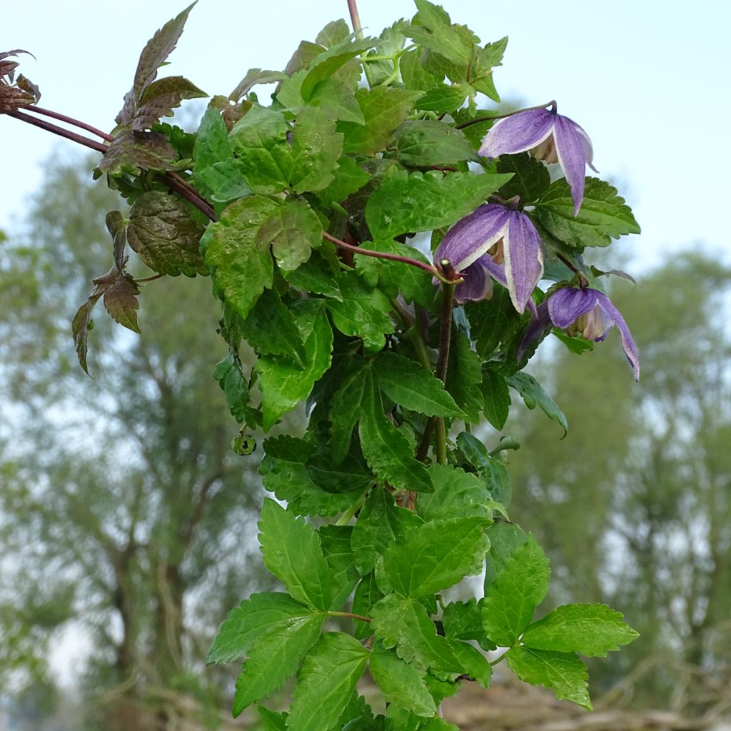 Clématite - Clematis Blue Eclipse