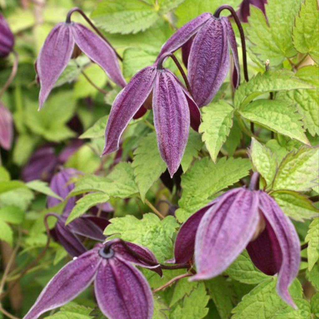 Waldrebe Brunette - Clematis