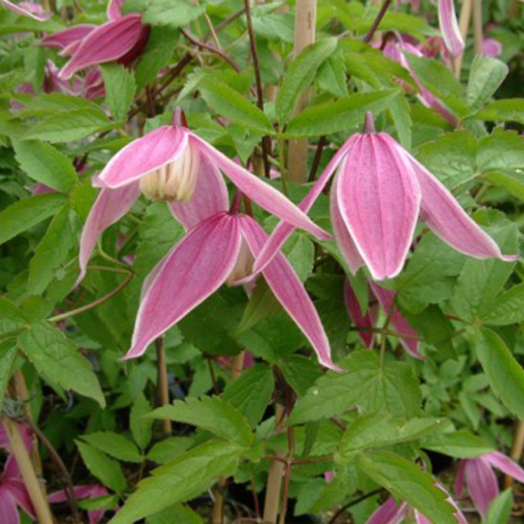 Waldrebe Columella - Clematis