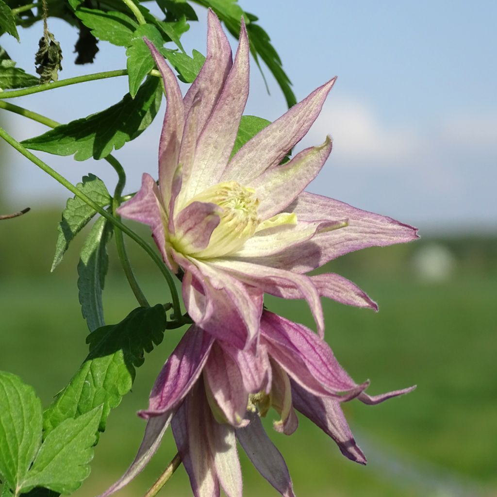 Clématite - Clematis Columella