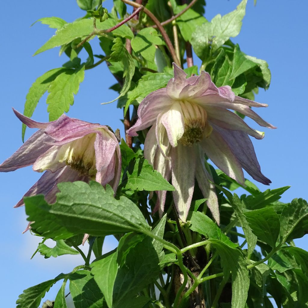 Clématite - Clematis Columella