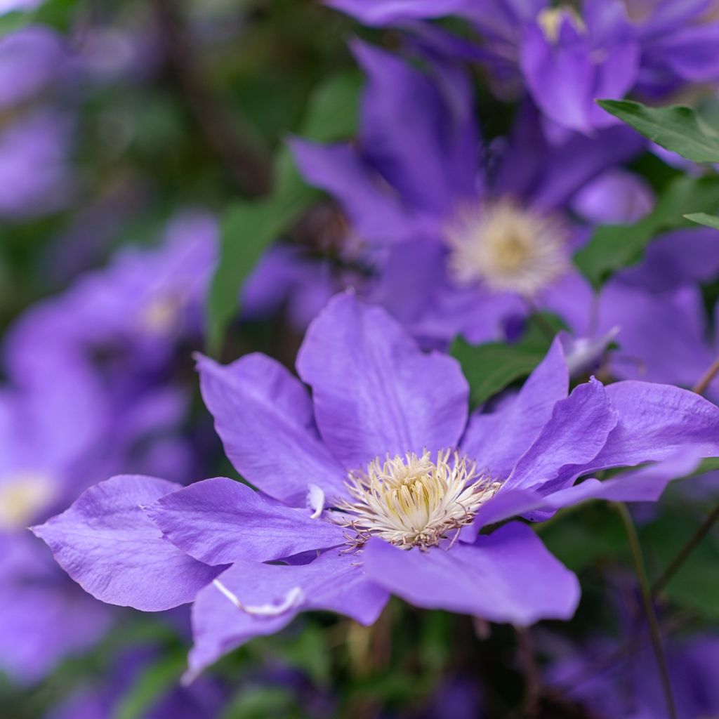 Clématite - Clematis Couronne Royale (= Haku Ookan)