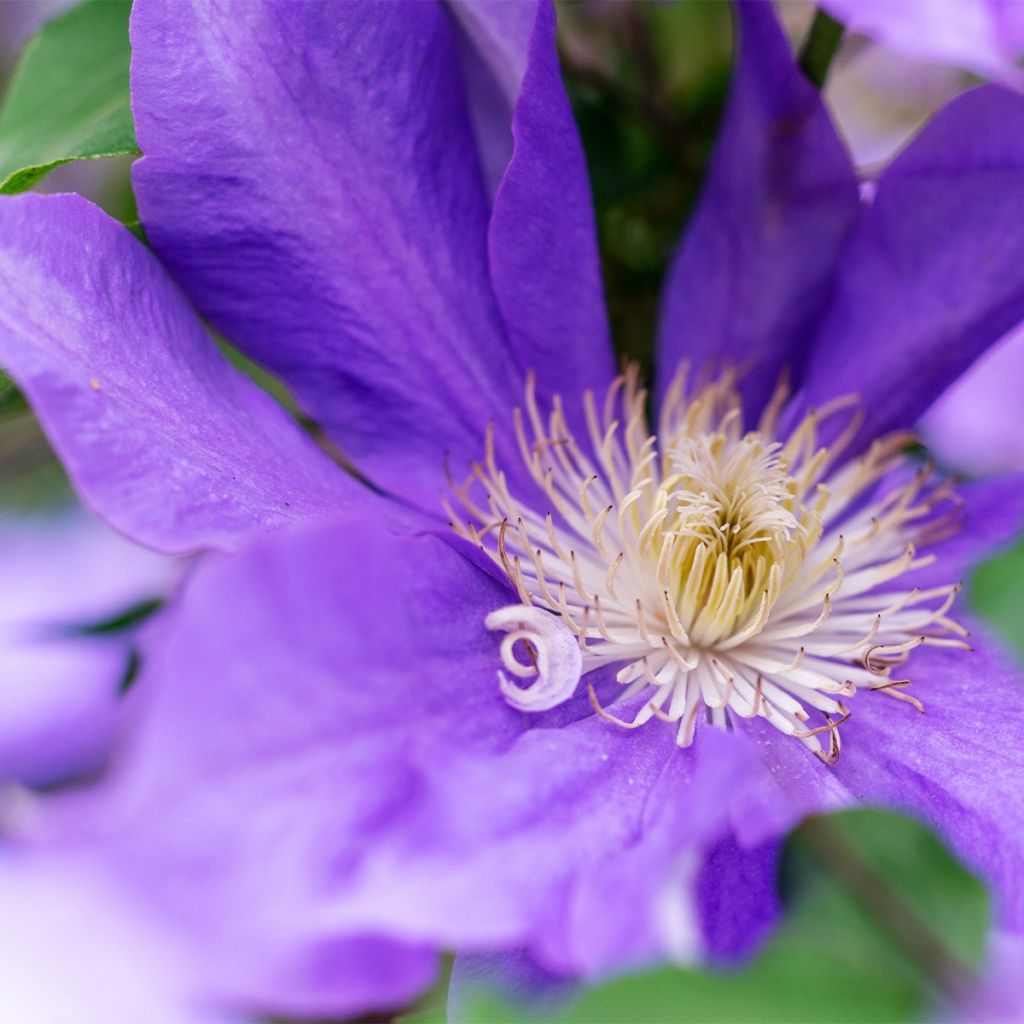 Clématite - Clematis Couronne Royale (= Haku Ookan)