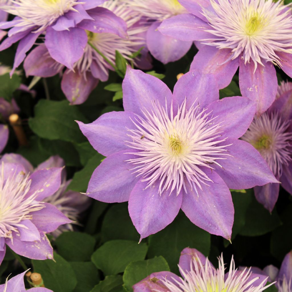 Waldrebe Crystal Fountain - Clematis