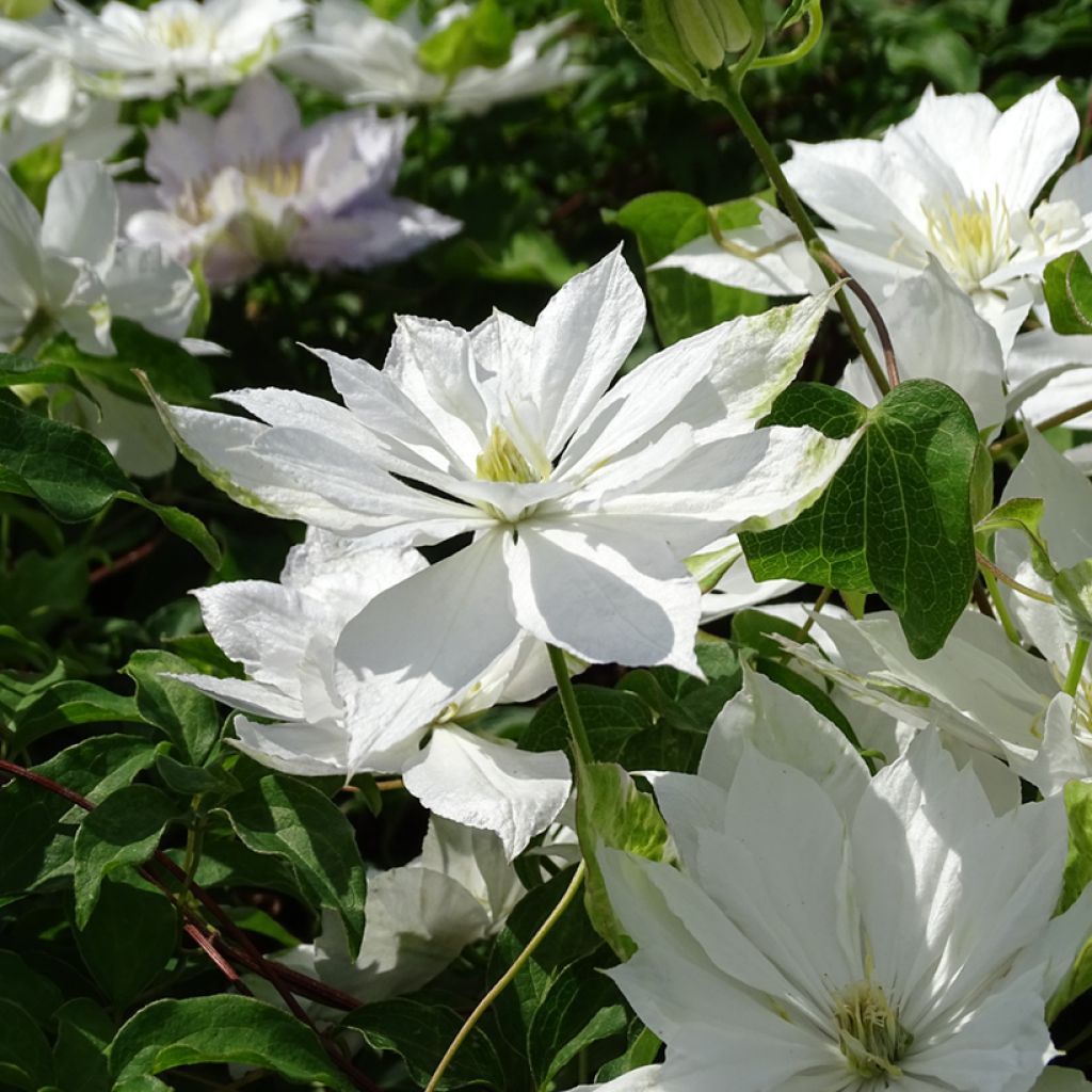 Waldrebe Dancing Dorien - Clematis