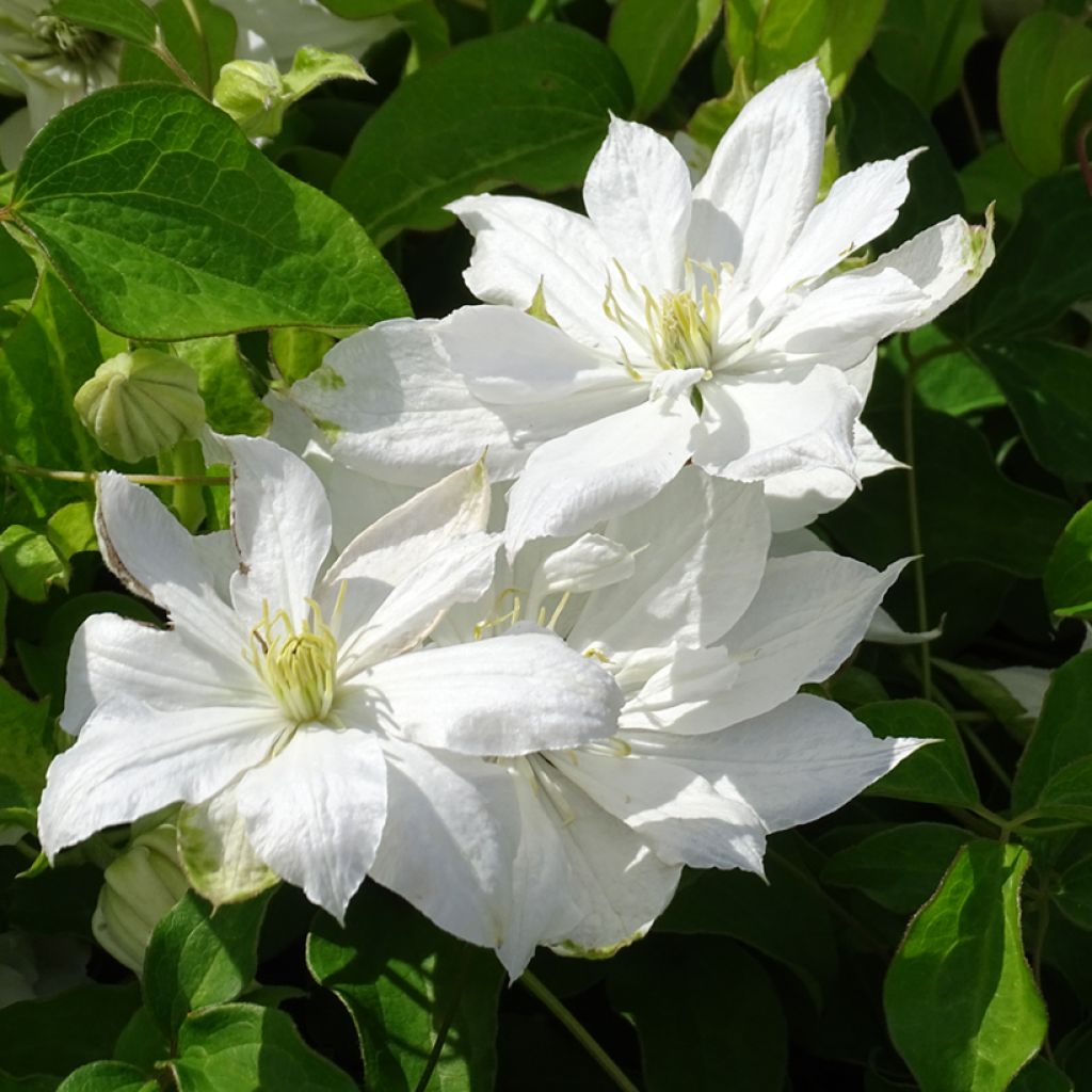 Waldrebe Dancing Dorien - Clematis