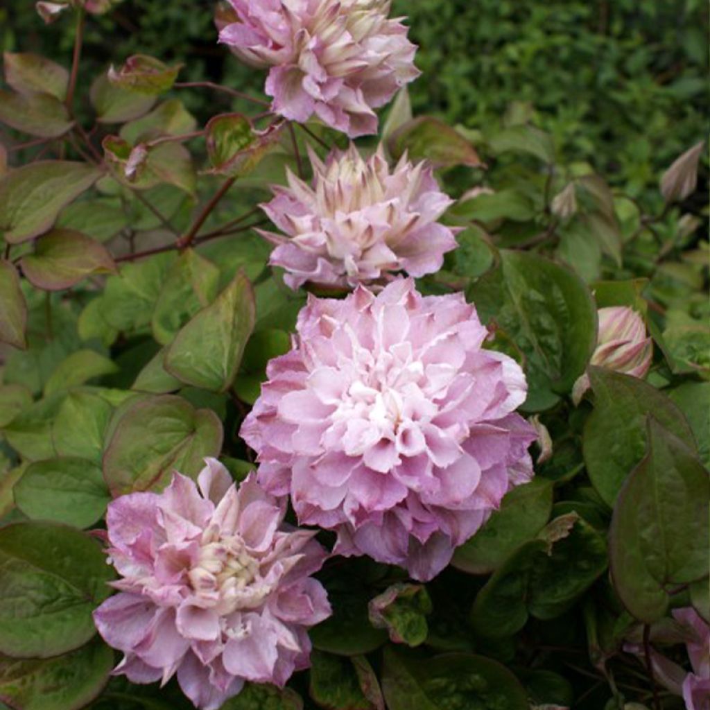 Waldrebe Dancing Smile - Clematis