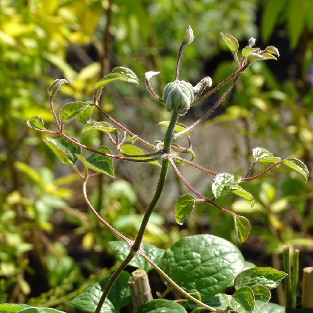 Clématite - Clematis Dancing Smile