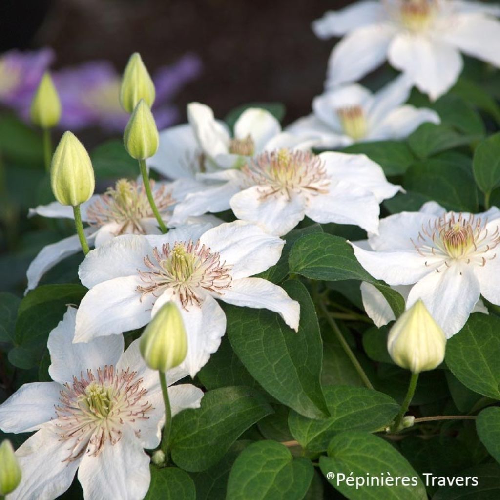 Waldrebe Destiny - Clematis