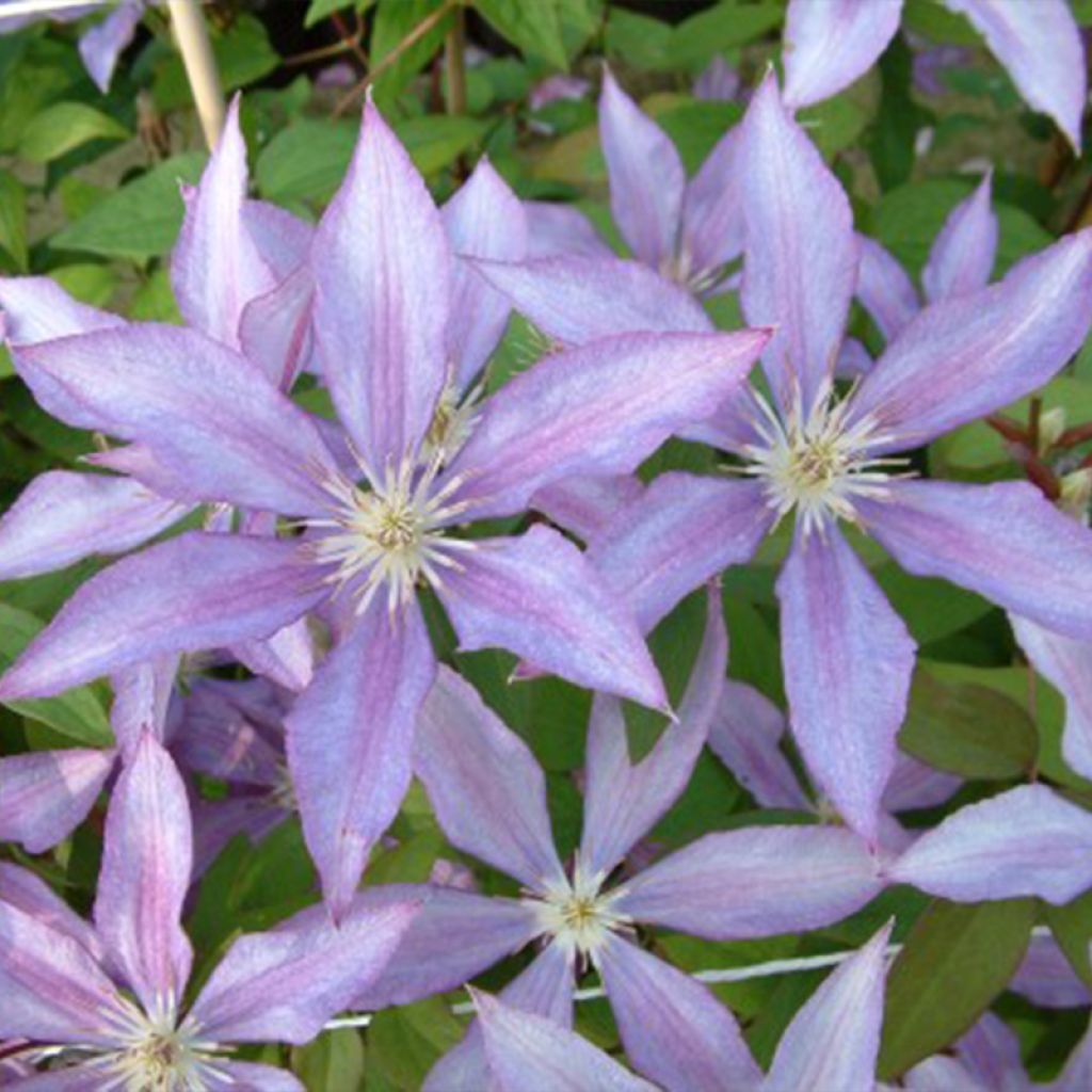 Waldrebe Dorothy Walton - Clematis