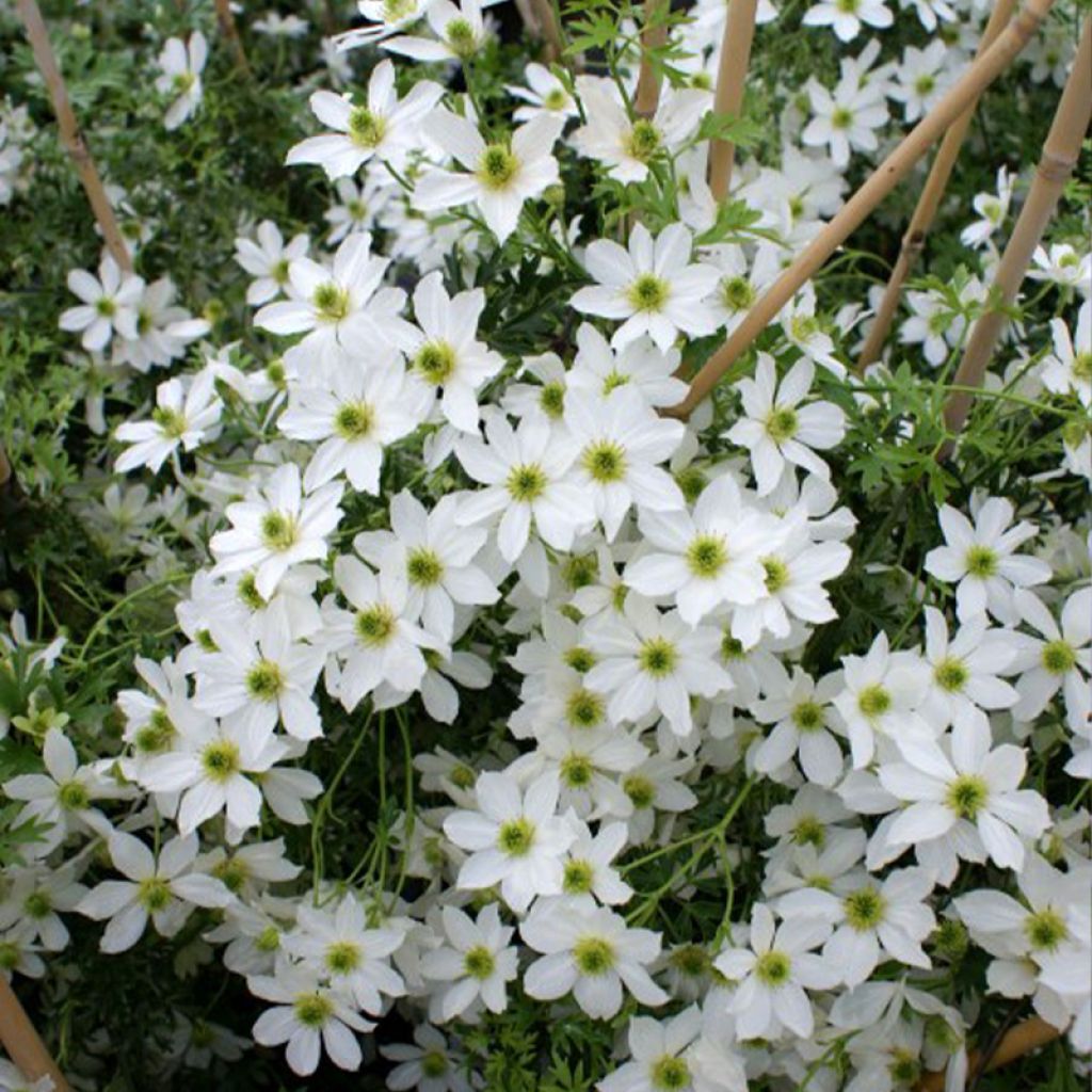 Waldrebe Early Sensation - Clematis