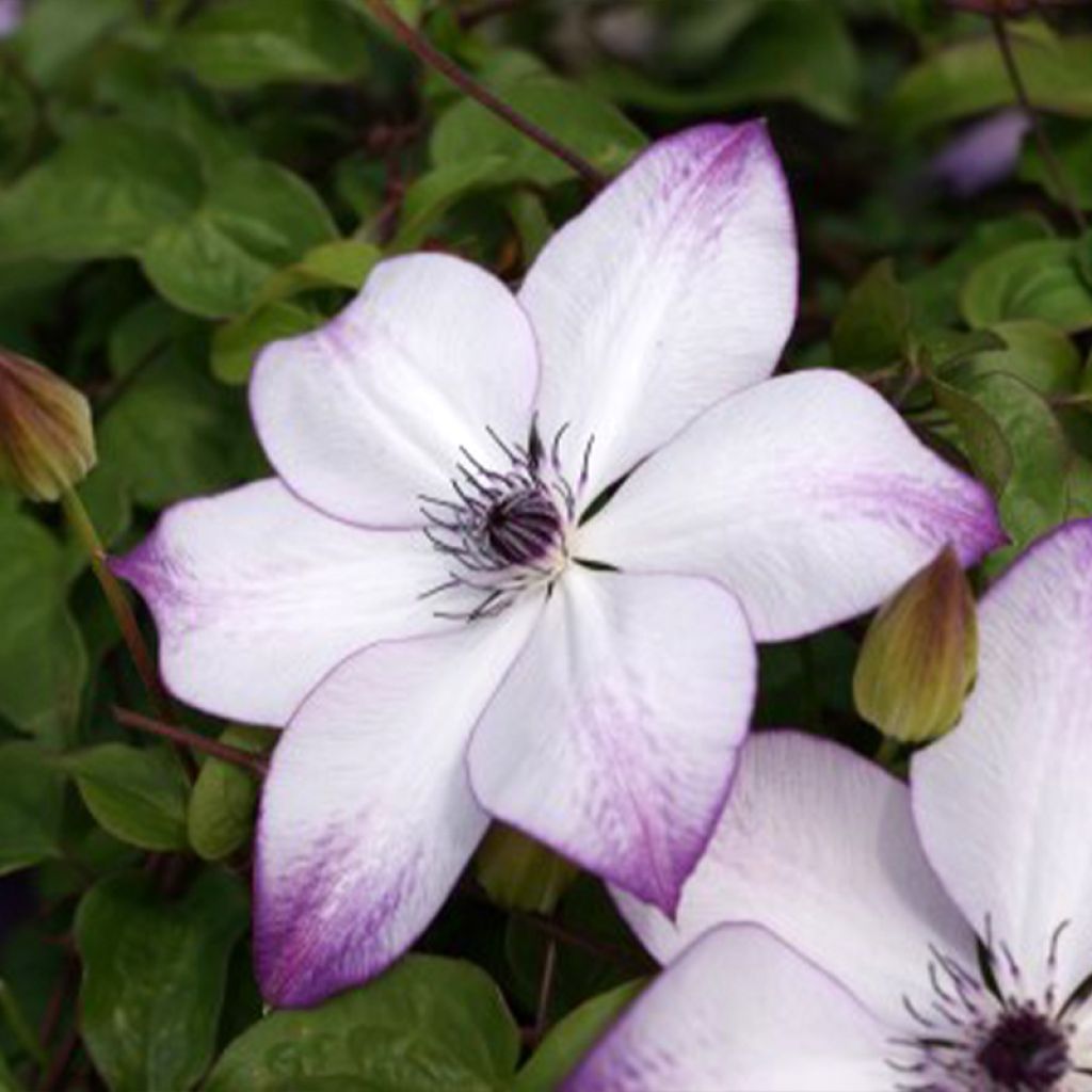 Clematis florida Fond Memories - Waldrebe