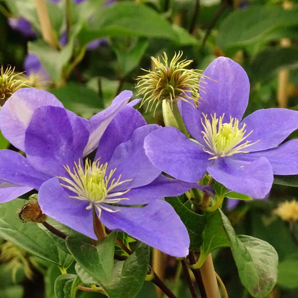 Waldrebe Fuji Musume - Clematis