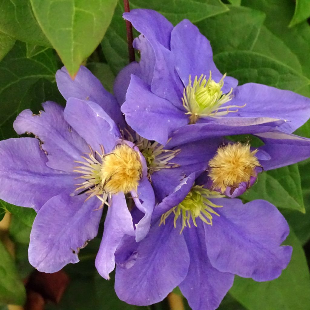 Waldrebe Fuji Musume - Clematis