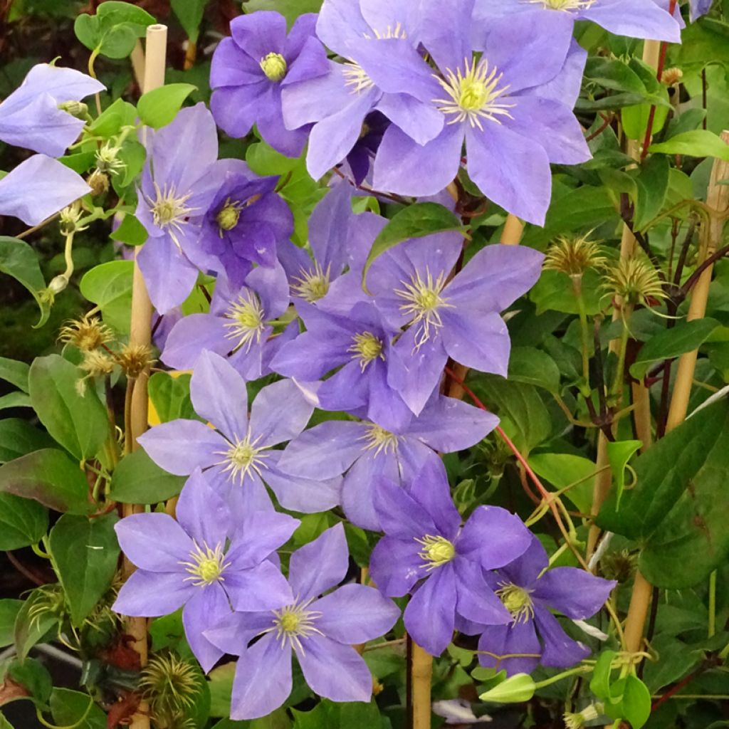 Waldrebe Fuji Musume - Clematis