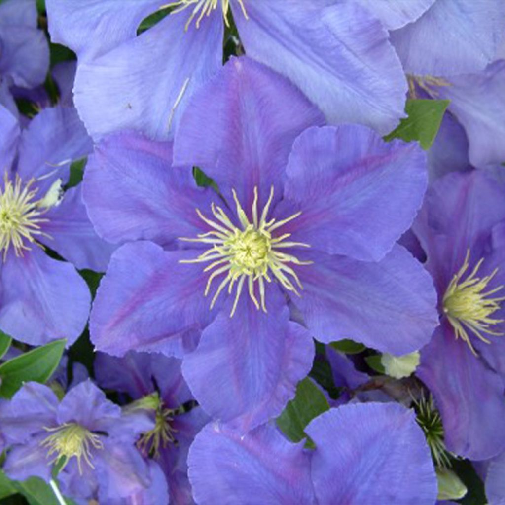 Clématite - Clematis Général Sikorski