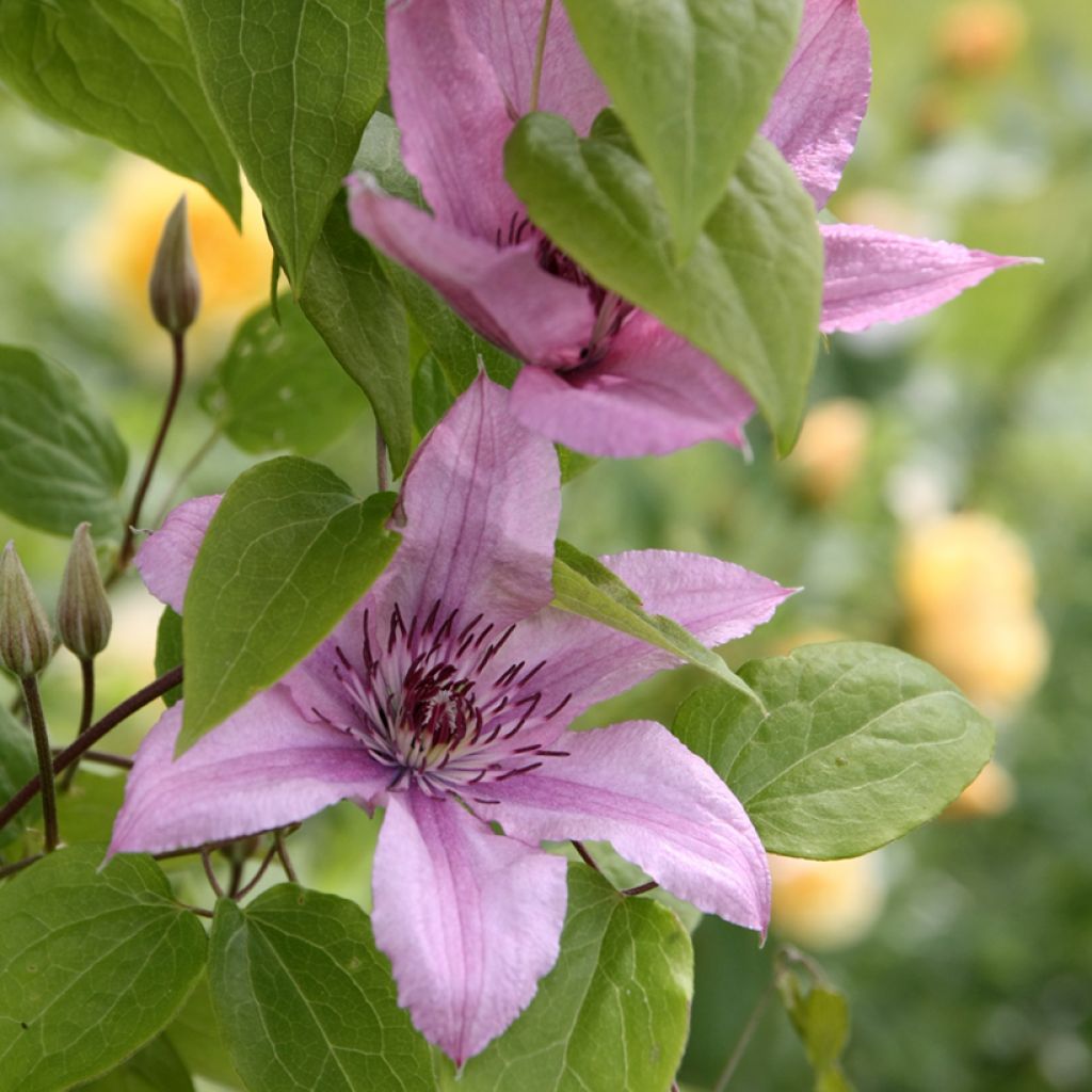 Waldrebe Hagley hybride - Clematis